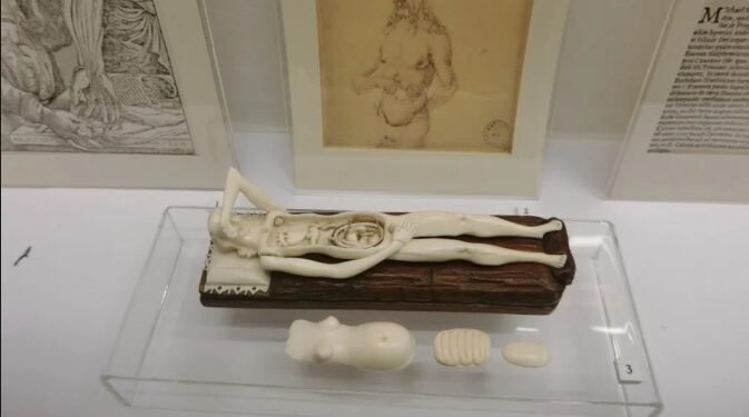 【解剖維納斯】一段關於解剖、神話與娛樂的醫學史